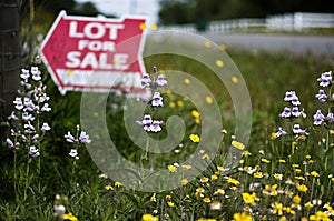 Lot For Sale with Texas Wildflowers