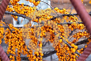 A lot of sea buckthorn berries on branches without leaves in winter