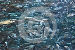 A lot of sea fish in the clear water