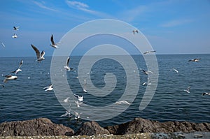 A lot of sea gulls fighting for bread . Flock of seagulls flying