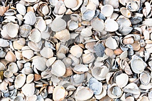 Close up Sea shells.