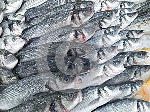 A lot of Seabass Dicentrarchus labrax on ice at the fish market