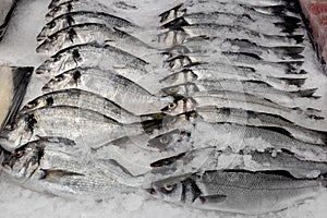 A lot of Seabass Dicentrarchus labrax on ice at the fish market