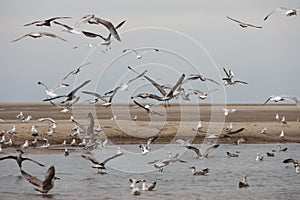 A Lot of seagull birds flying off a beach