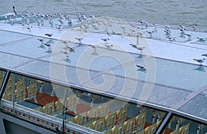 A lot of seagulls birds standing on a cruising ship on Seine river from Paris
