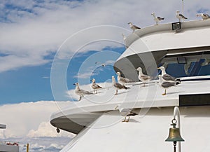 A lot of seagulls sitting on the deck