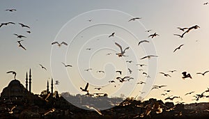 A lot of seagulls in the sunset. Birds background.