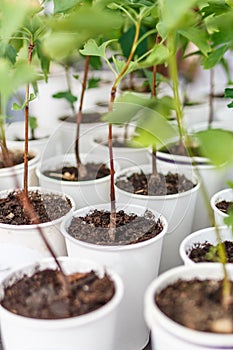 Lot of seedlings nursery plants of ginkgo growing up in paper cups. Selective focus.