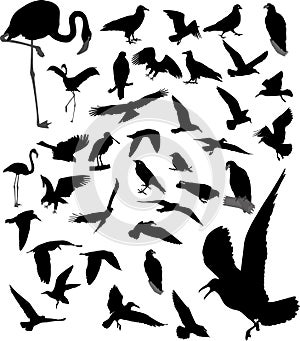 Lot of silhouettes of birds