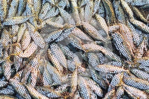 A lot of small fish in the seine, close-up. Simple food of the fishermen, morning catch. Freshly caught fish in the nets