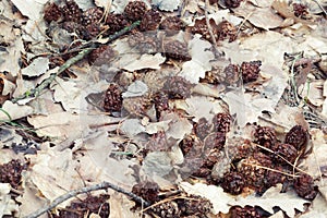 Lot of small pine cones, gnawed by squirrel, on wet oak leaves of last year
