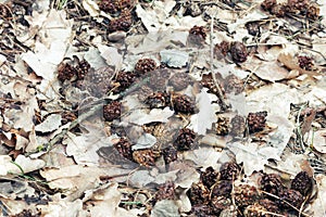 Lot of small pine cones, gnawed by squirrel. wet oak leaves of last year, dry twigs and acorns background