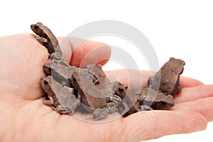 A lot of Small smooth-sided toads, isolated on white