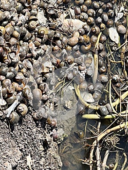 a lot of small snails on the river
