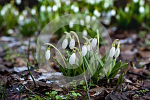 Lot of small snowdrop flowers in spring forest