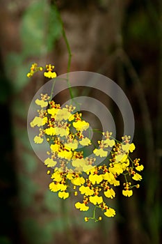 A lot of small yellow Oncidium Orchids flowers - golden orange nature beautiful