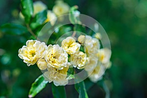 A lot of small yellow roses closeup after rain. Yellow roses bushes blooming in garden. Beautiful bouquet of little roses on