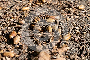 A lot of smashed acorns and branches on the ground