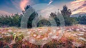 A lot of spider webs on the meadow.