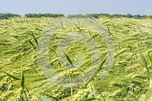 A lot of spinous ears of barley, like waves on the sea, swing from the gusts of the wind