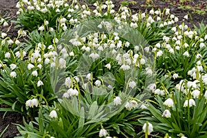 A lot of spring snowflake (Leucojum vernum) flowers