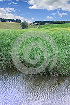 A lot of stems from green reeds grow from the river water under the cloudy blue sky. Unmatched reeds with long stem