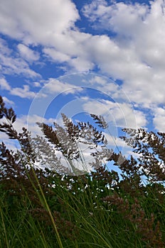 A lot of stems from green reeds grow from the river water under the cloudy blue sky. Unmatched reeds with long stem