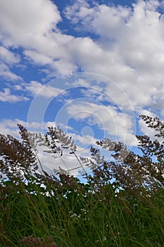 A lot of stems from green reeds grow from the river water under the cloudy blue sky. Unmatched reeds with long stem