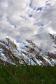 A lot of stems from green reeds grow from the river water under the cloudy blue sky. Unmatched reeds with long stem