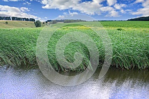 A lot of stems from green reeds grow from the river water under the cloudy blue sky. Unmatched reeds with long stem