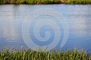 A lot of stems from green reeds grow from the river water. Unmatched reeds with long stem