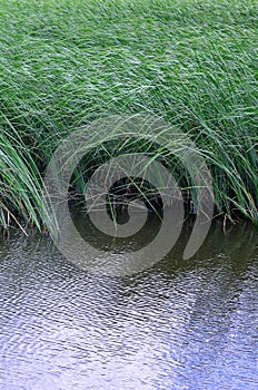 A lot of stems from green reeds grow from the river water. Unmatched reeds with long stem