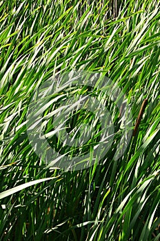 A lot of stems from green reeds. Unmatched reeds with long stem