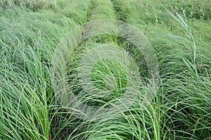 A lot of stems from green reeds. Unmatched reeds with long stem