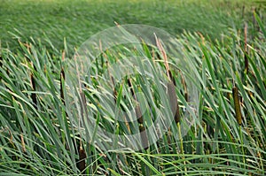 A lot of stems from green reeds. Unmatched reeds with long stem