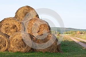 A lot of straw hays stacked in pyramid as silage and forage for cattle, seasonal