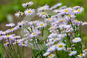 A lot of summer white with purple wildflowers of the Aster flowers family like daisies on a blurred green background.