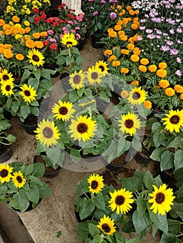 A lot of Sunflowers, marrygold flower and chrysan