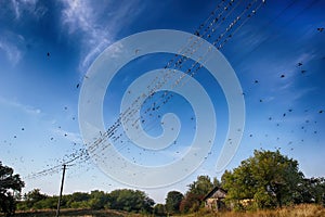 A lot of swallows sitting on electric wires and flying around them in the sky