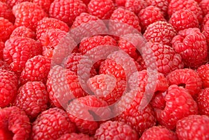 A lot of sweet red raspberries.