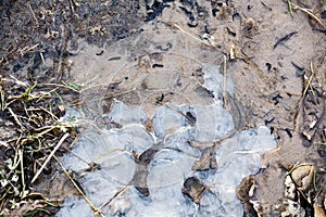 Lot of tadpoles in frozen water, outdoors in early springtime