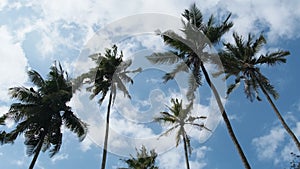 Lot of Tall Palm Trees Swaying in the Wind Against the Sky. Africa. Palm Grove