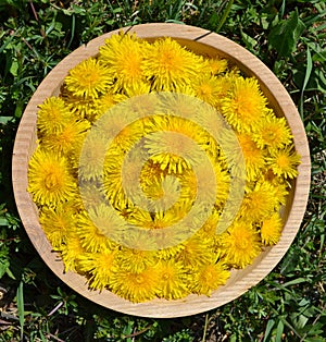 Lot of Taraxacum officinale flowers