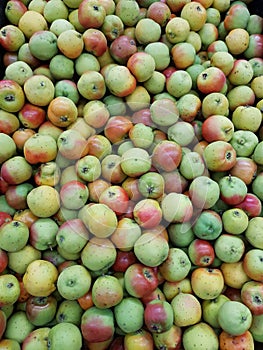 lot of tejocote fruit photo