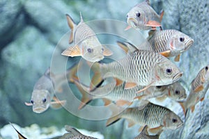 Lot of Thai Fishes Species inside tank of water
