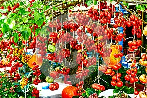 A lot of tomato in bundles hanging