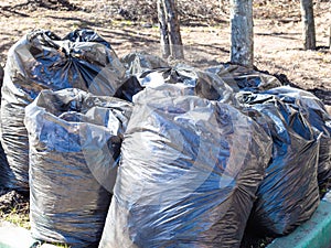 Lot of trash bags filled with fallen leaves