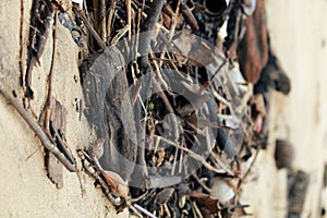 a lot of trash on the beach used plastic bottles and wooden sticks