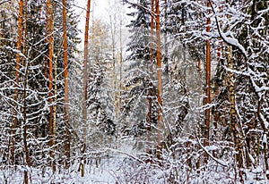 A lot of twigs and branches covered with fluffy white snow. Beautiful winter snowy forest