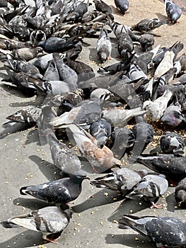 Mob of Pigeons photo